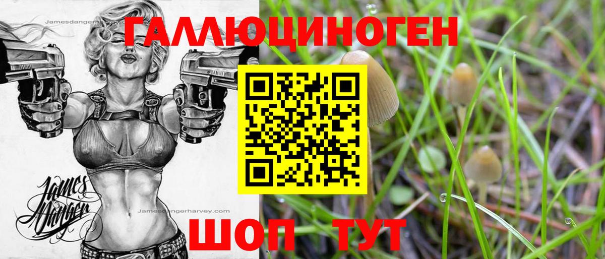 Псилоцибиновые грибы Psilocybe Нефтекамск